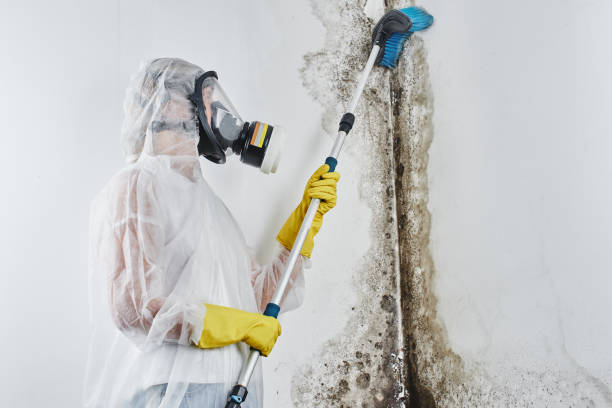 Best HVAC Mold Remediation in Exandria, AL