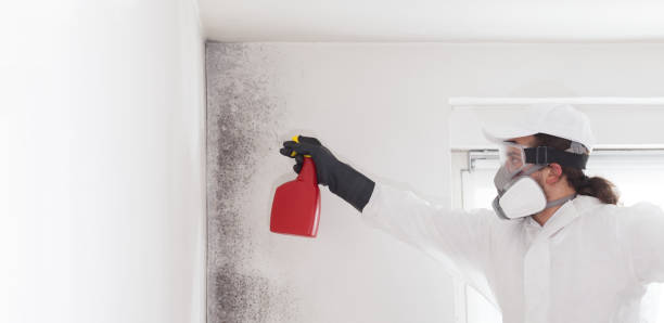 Best White Mold Remediation in Exandria, AL